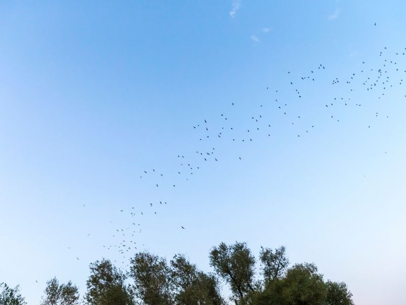 a row of bats flying through the air over the trees