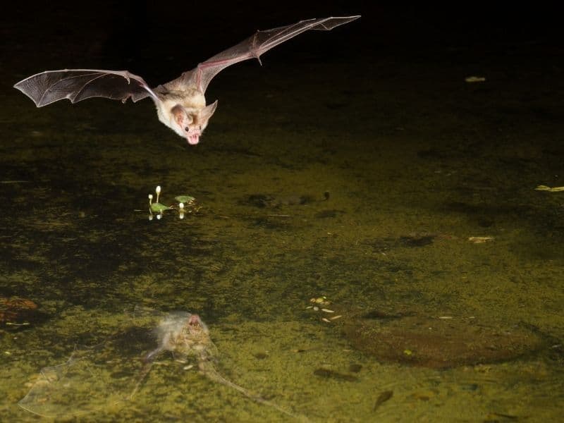 a pale tan-white bat hovering over a stream with a reflection