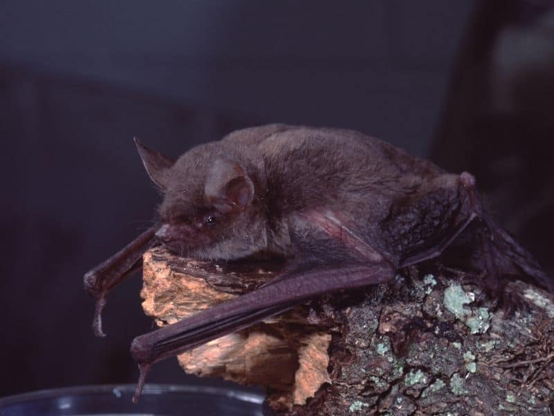 a bat resting on a log or branch