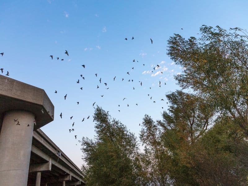 bats in the air next to a building and trees