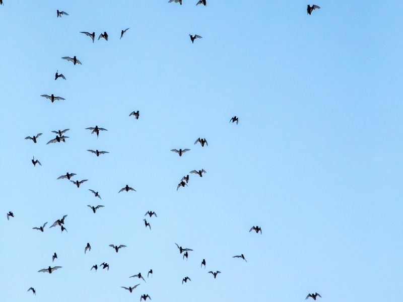 a close up of bat silhouettes against a pale blue sky