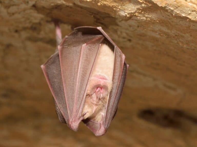 Bats in California Common Bat Species & 8 Great Places to Find Them