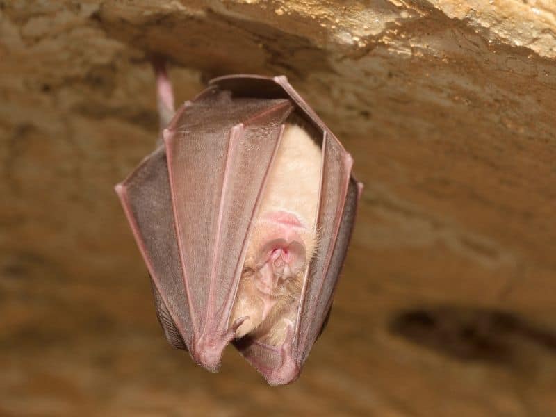 a small brown bat hanging from the ceiling of a cave