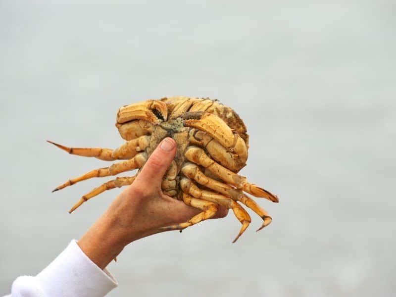 a freshly caught dungeness crab in a woman's hand while crabbing in crescent city, a popular activity