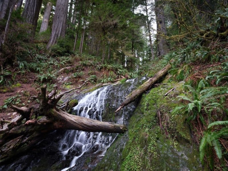 the green ferns amidst dark red earth and tall redwood trees and a waterfall on a popular crescent city hike