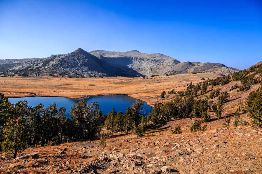 orange-brown dry grass around gaylor lakes in yosemite