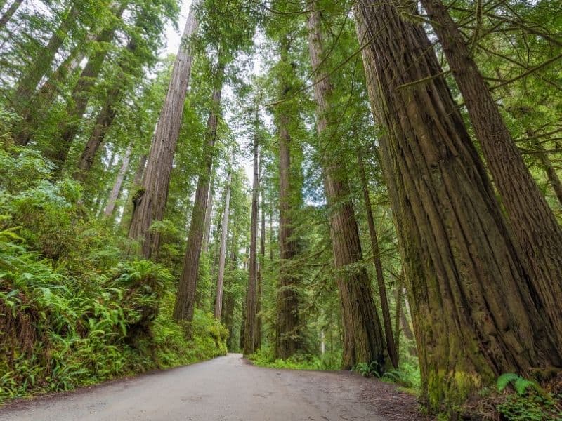 redwood trees along the scenic drive of howland hill road, driving here is a popular thing to do in crescent city for nature lovers!