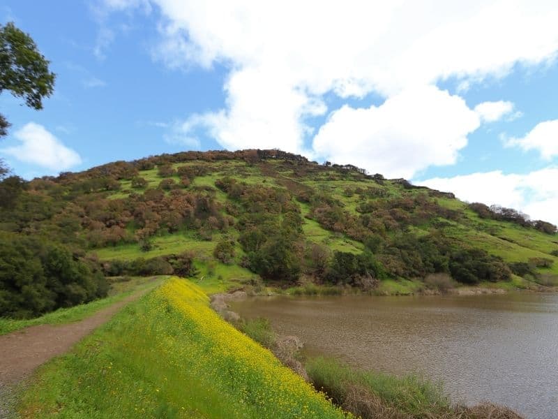 mustard flowers next to a dam lake with a small hill mountain behind it