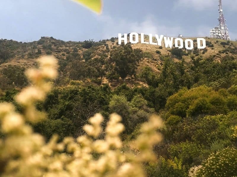 the hollywood sign with some leaves in the front of the photo adding blur and texture