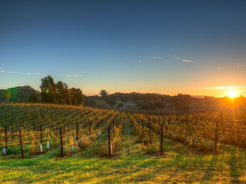 sun setting over a vineyard in napa valley