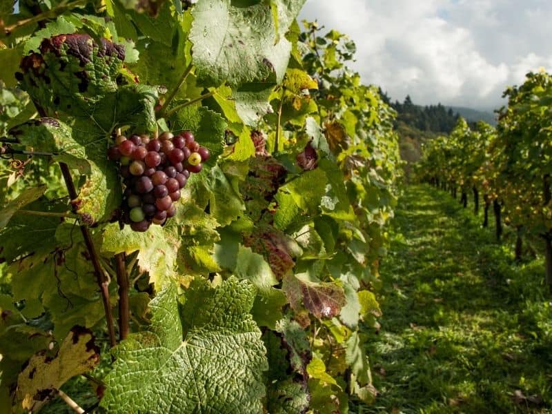 grapes turning purple on a green vine in a vineyard with a cloudy sky behind it