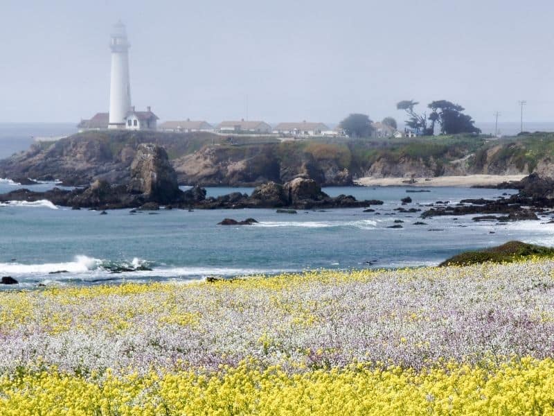 the lighthouse of pescadero california with mustard flowers in front