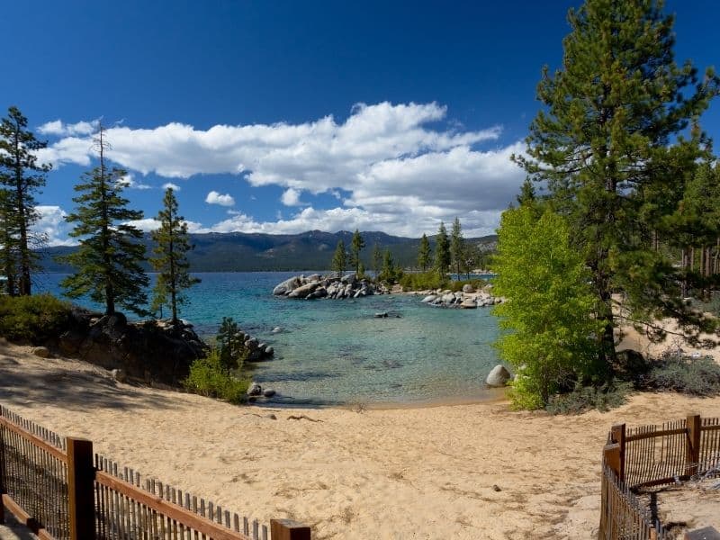 sand leading to a beach surrounded by pine trees with fence around it