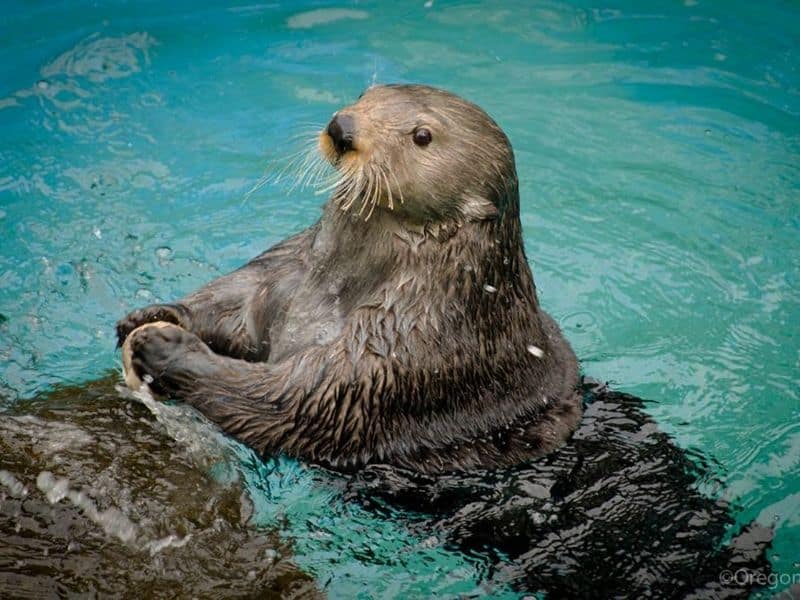 an adorable sea otter in the turquoise waters next to a rock