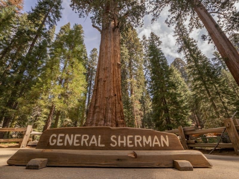 the massive general sherman redwood tree with a sign reading its name and looking up