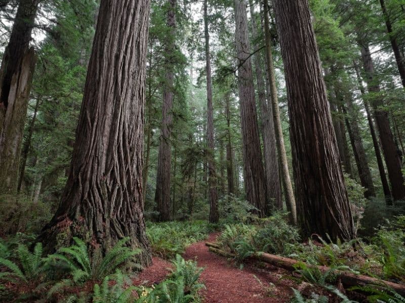 redwoods in crescent city along the simpson reed trail with fern at the base of the trail and reddish brown dirt on the trail