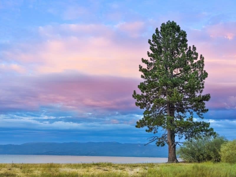 sunset by the grassy/sandy lake shore of pope beach with a large tree in front of the beach in lake tahoe