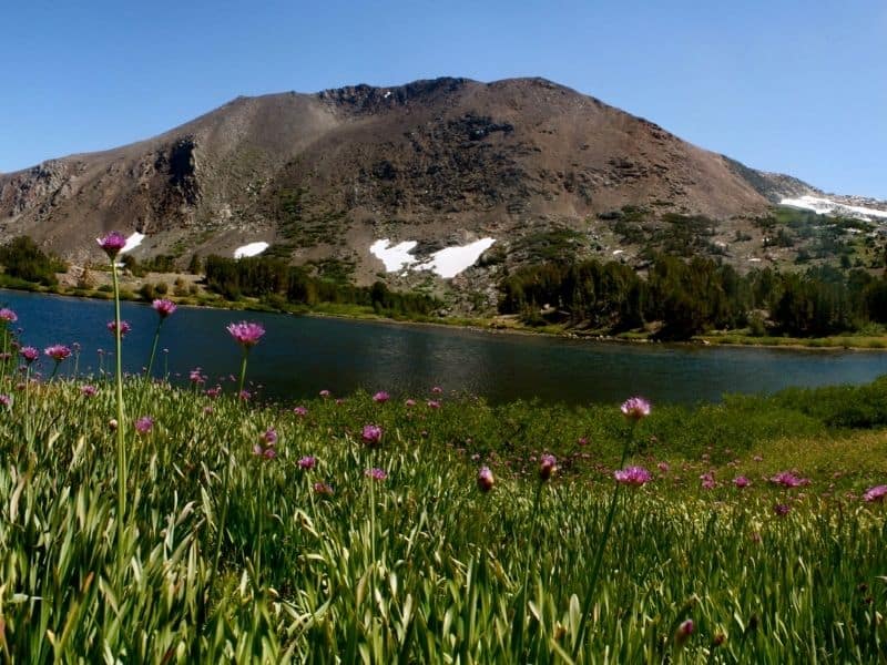 widlflowers next to the water at mono pass with a lake and a small mountain