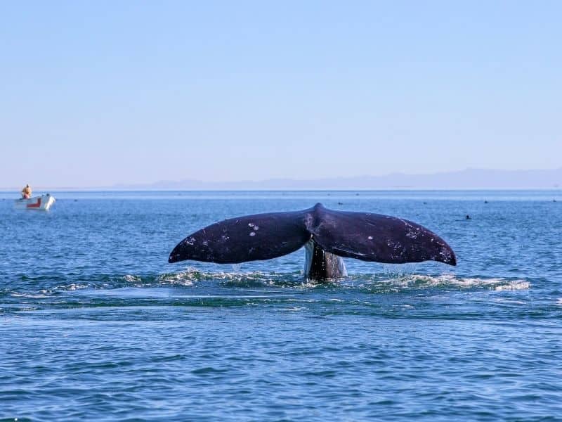 the tail of a whale diving down into the ocean