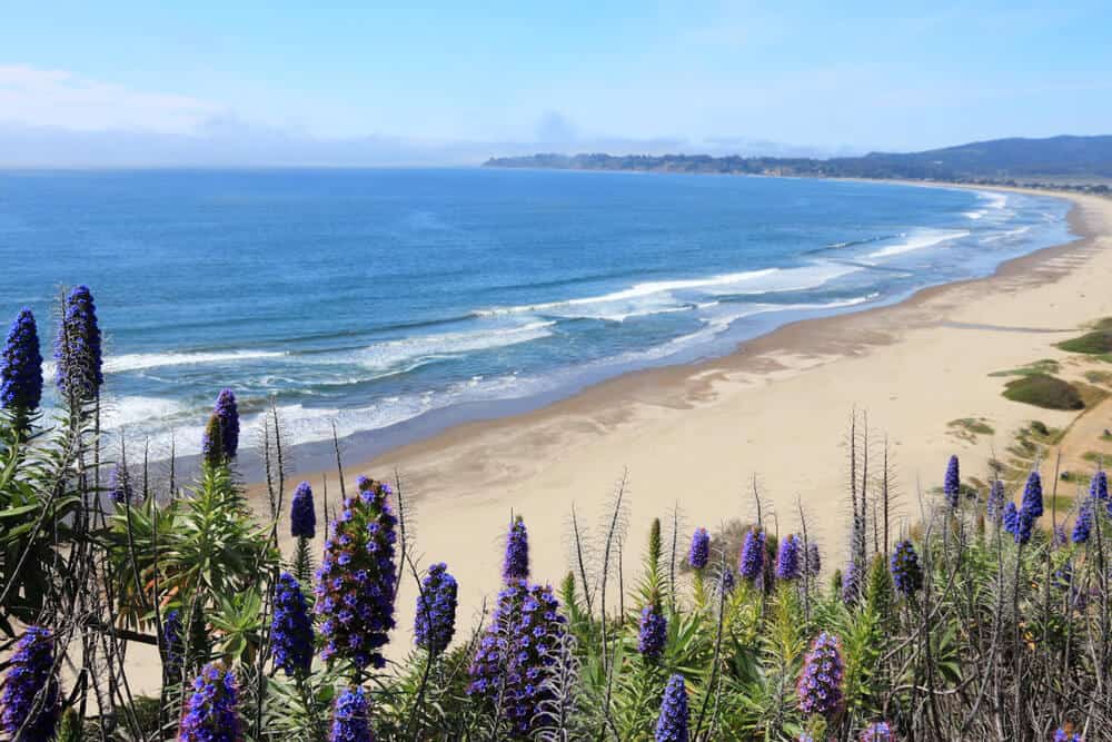 lupines in front of stinson beach a beautiful beach in northern california