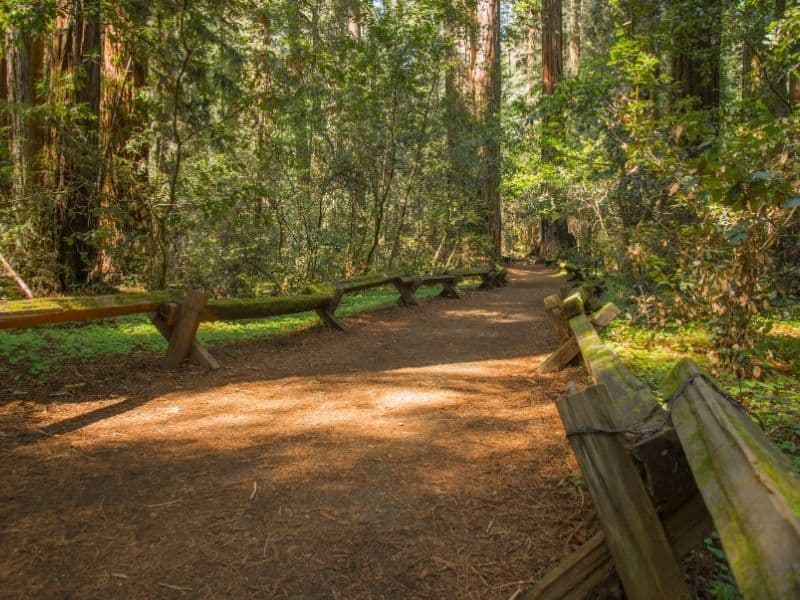 a redwood forest path in armstrong woods