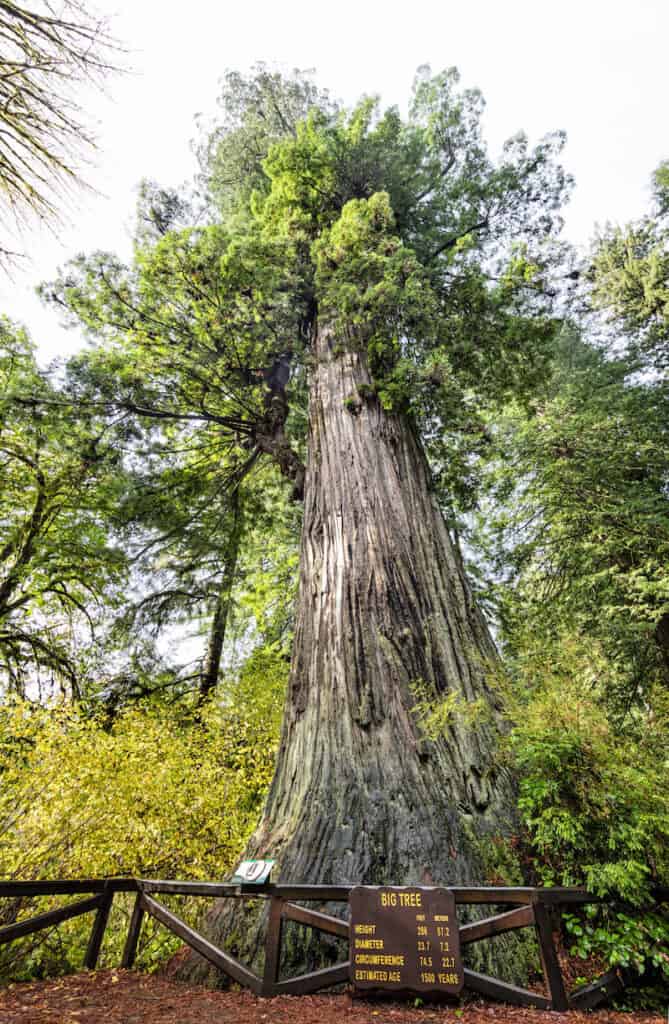 big tree in redwood national park, visiting here is a popular thing to do