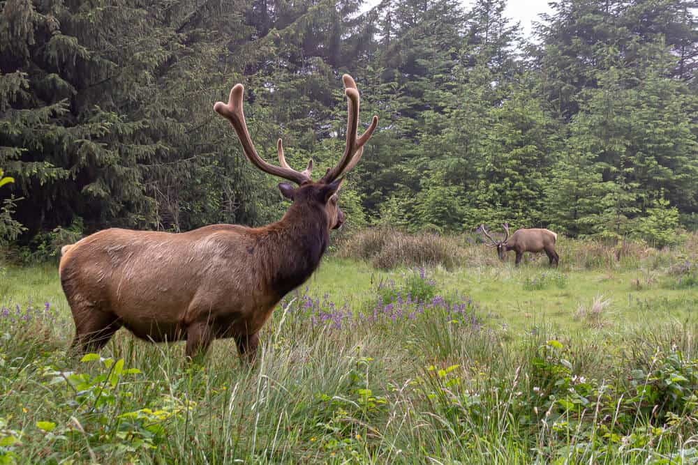 the large roosevelt elk species enjoying the greenery at redwood national park