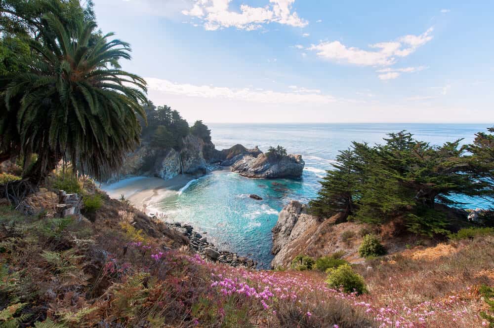 wildflowers and a palm tree overlooking a beautiful beach in julia pfeiffer burns state park