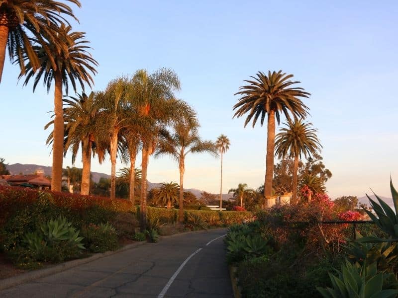 palm trees at sunset in the southern California beach town of Montecito near Santa barbara