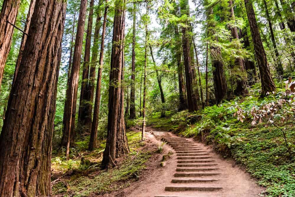 muir woods trail leading up some stairs on a path amongst the redwoods