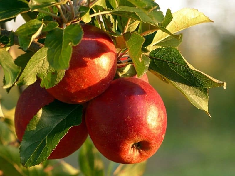 three red apples on a branch with a blurry background on an apple farm in northern california