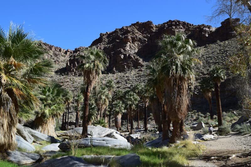 Palm trees in Palm Canyon on the trail hiking in Palm Springs