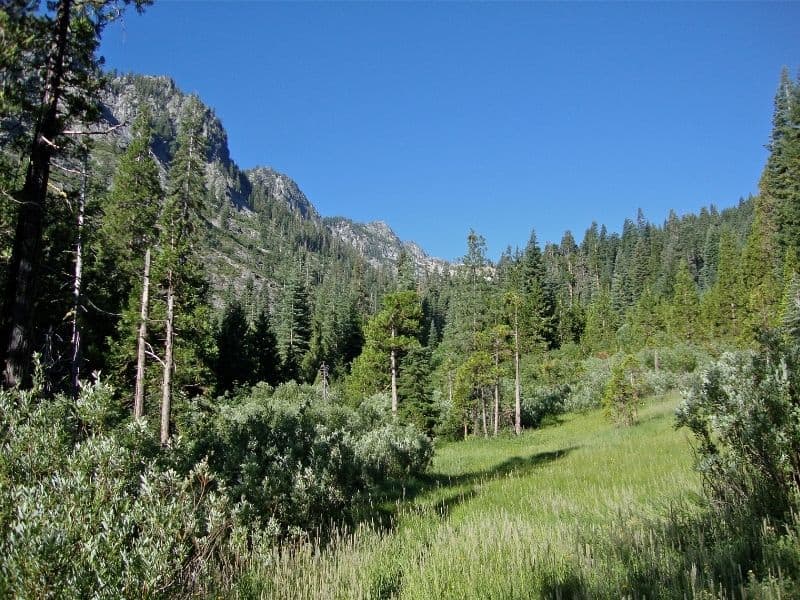 view of a meadow with conifer trees and granite mountains