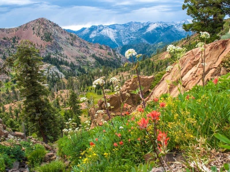 photo of wildflowers in the trinity alps wilderness area