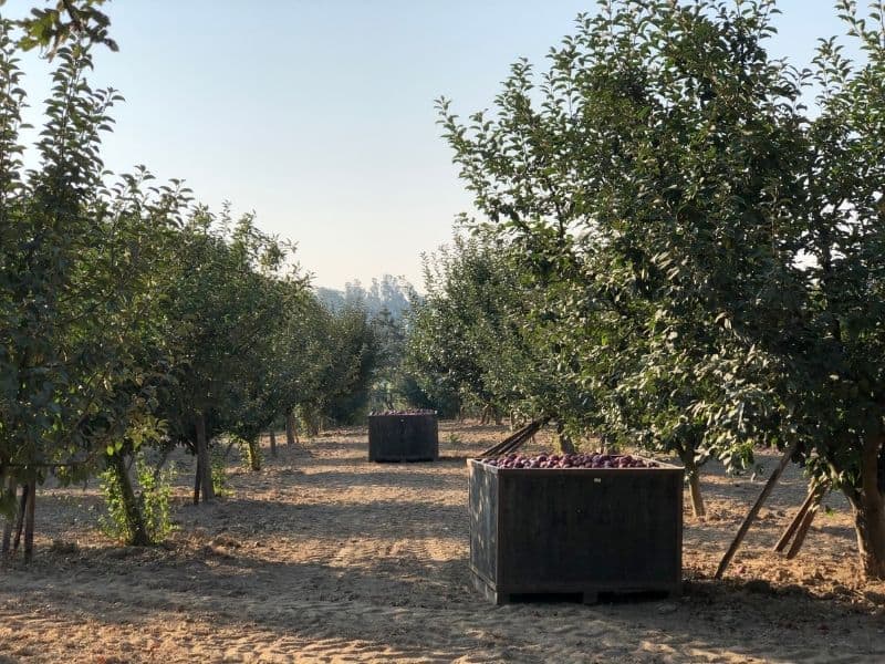 a big box full of apples at an apple orchard in apple hill california