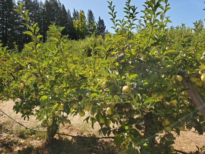 an apple tree at the u pick farm in apple hill