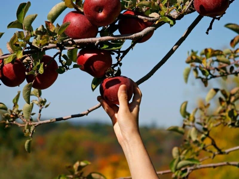 hand reaching up to pluck an apple off a tree branch