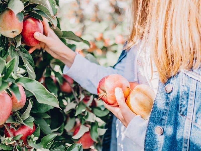 woman with blonde hair holding apples while apple picking in california