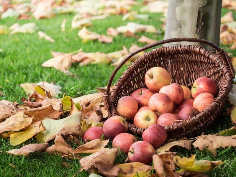 basket of apples on the ground next to fall leaves