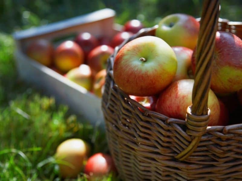 a basket full of apples at a u pick apple farm in northern California in fall