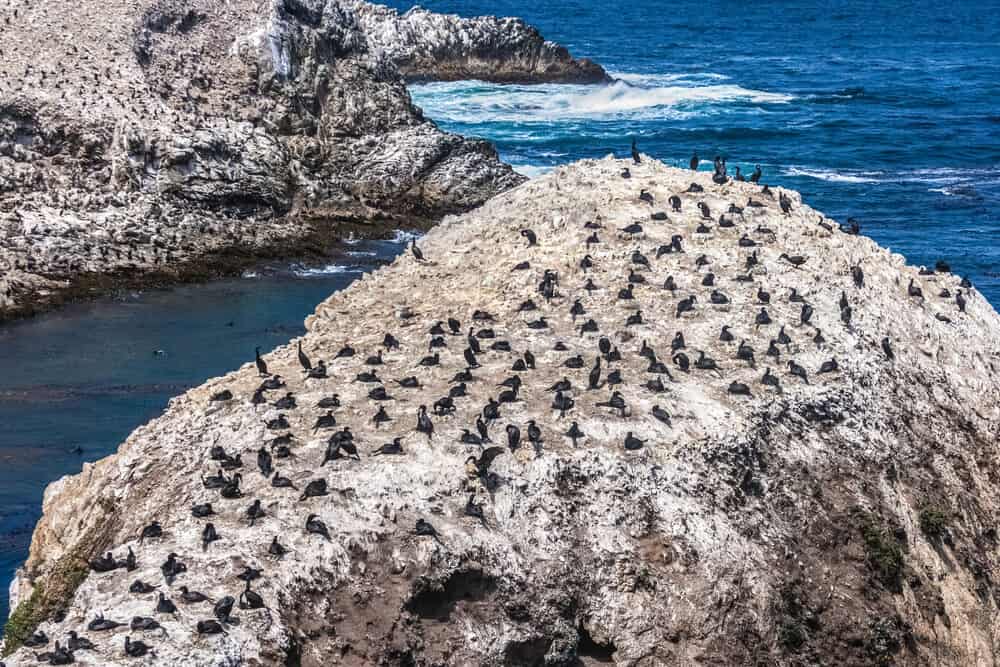 A colony of Brandt's Cormorants, Phalacrocorax penicillatus, settled on Bird Island in the Point Lobos State Reserve, California.
