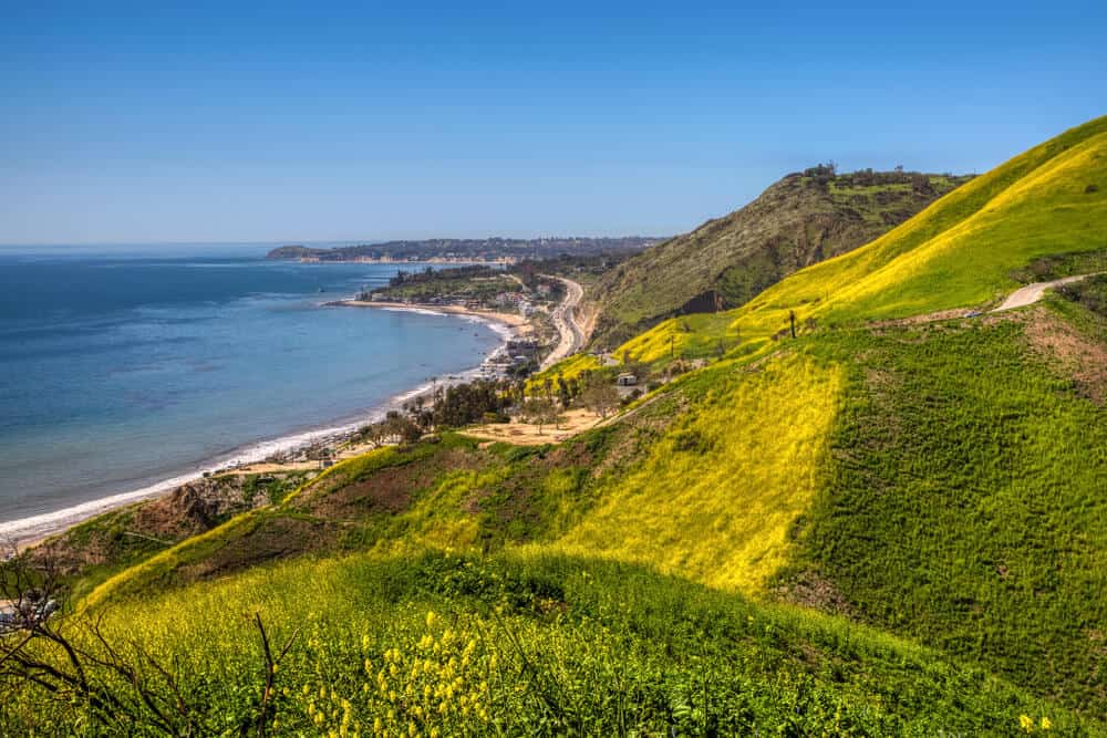 Vibrant yellow wildflowers covering Corral Canyon, Malibu, California