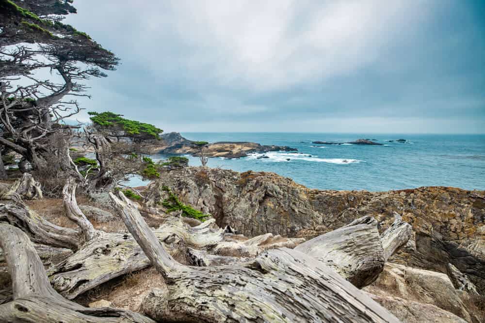 Cypress tree on a rocky point viewed from the Cypress grove trail, in Point Lobos State Park on central coast of California.