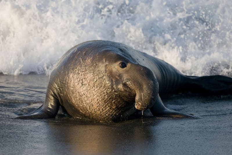 a close up view of an elephant seal on the beach