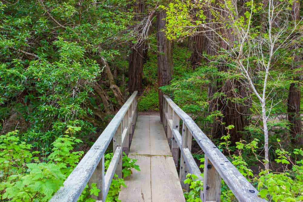 footbridge going through a forested area