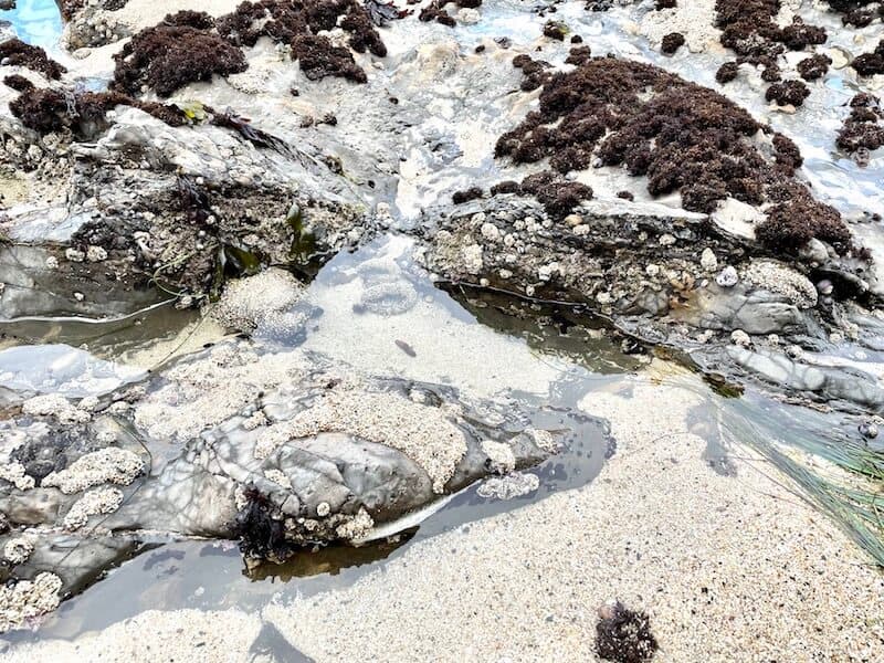 Tidepools with sand and sea anemones and other sea life.