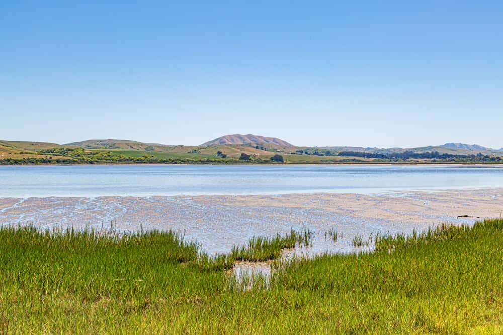 the waters of tomales bay california with grass in the foreground