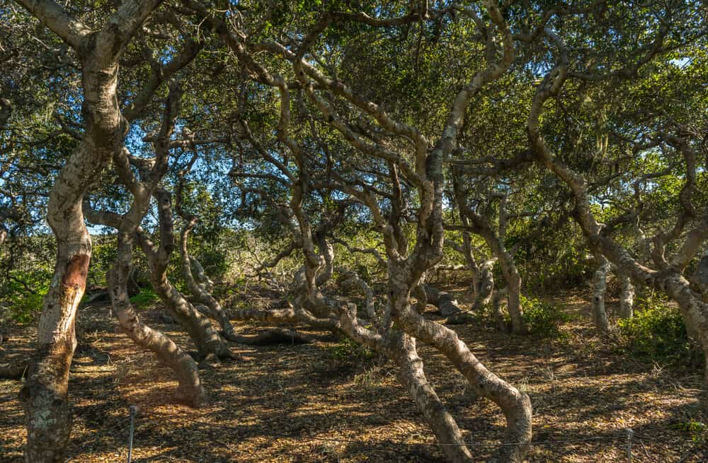 Elfin Forest in Los Osos, Morro Bay State Marine Reserve, Morro Bay, San Luis Obispo County Parks, California, USA
