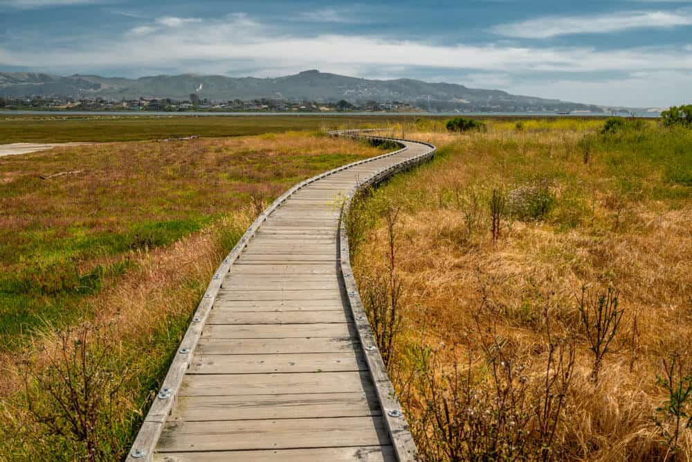 The Marina Peninsula Trail at Morro Bay State Park Goes Through the Estuary and an Elfin Forest near the Harbor, California Coastline, Los Osos
