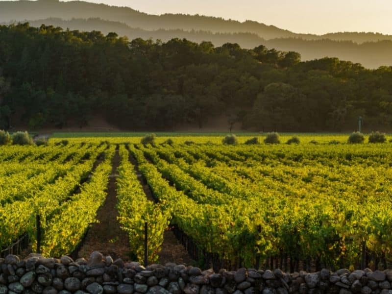 a vineyard with a stone half-wall next to hills with beautiful fading afternoon light while visiting napa california